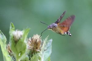 NABU: „Kolibris“ zu Besuch im Garten